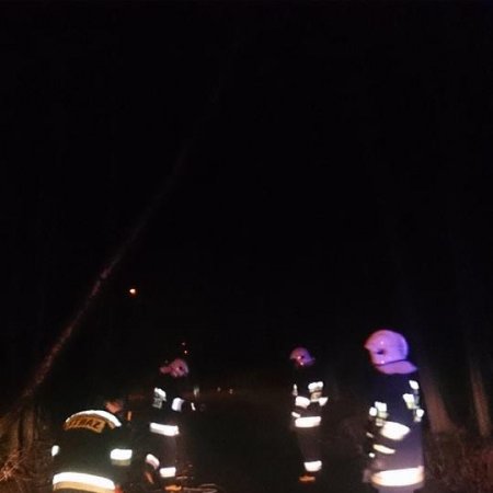 Pochylone drzewo na ulicy Szerokiej - 24 lutego 2017
