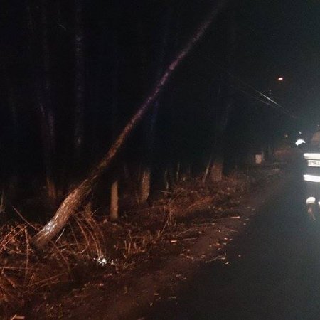 Pochylone drzewo na ulicy Szerokiej - 24 lutego 2017
