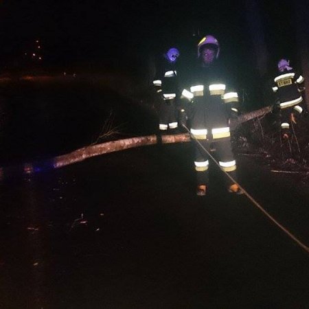 Pochylone drzewo na ulicy Szerokiej - 24 lutego 2017
