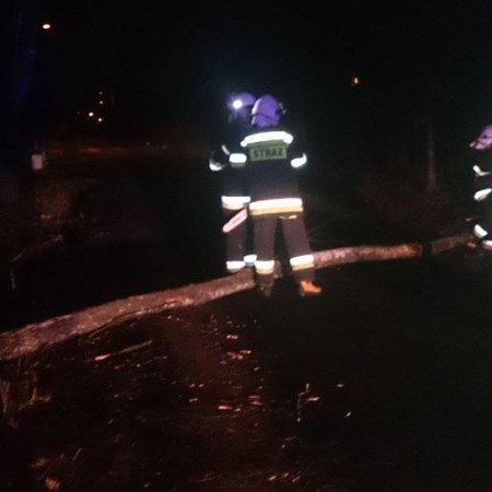 Pochylone drzewo na ulicy Szerokiej - 24 lutego 2017
