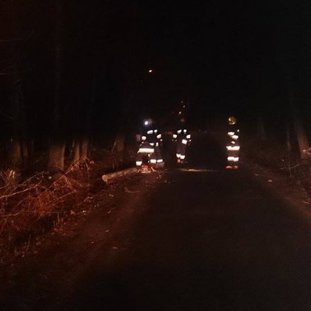 Pochylone drzewo na ulicy Szerokiej - 24 lutego 2017
