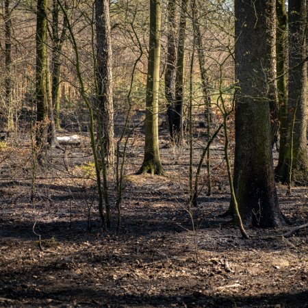 Pożar lasu - 21 kwietnia 2020
