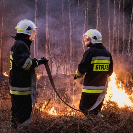 Pożar lasu w Palowicach