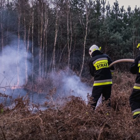 Pożar lasu w Palowicach