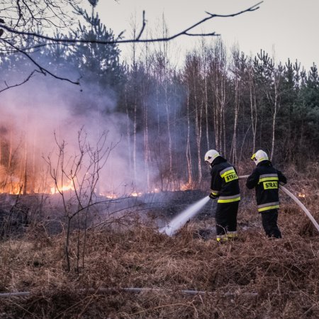 Pożar lasu w Palowicach