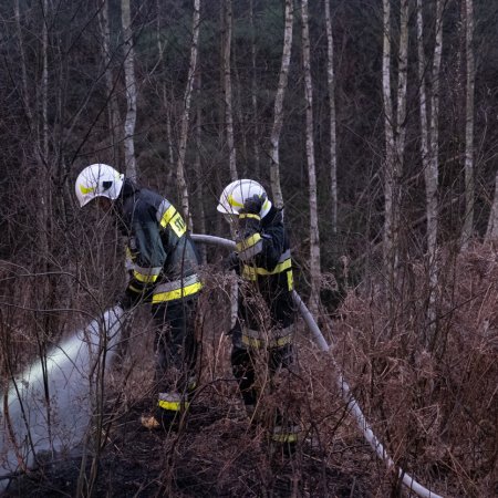Pożar lasu w Palowicach