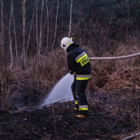 Pożar lasu w Palowicach