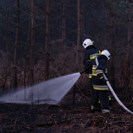 Pożar lasu w Palowicach