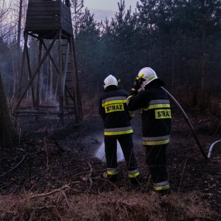 Pożar lasu w Palowicach