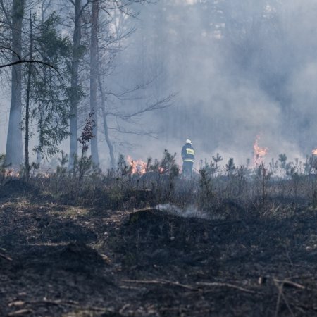Pożar lasu w Palowicach