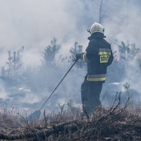 Pożar lasu w Palowicach