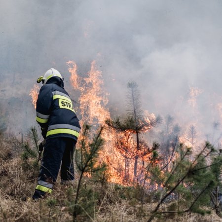 Pożar lasu w Palowicach