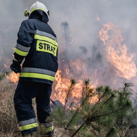 Pożar lasu w Palowicach