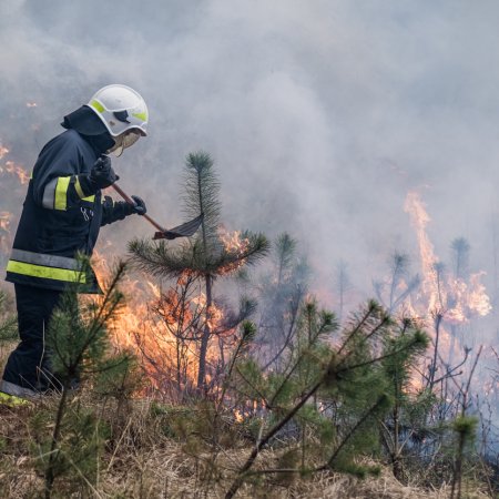 Pożar lasu w Palowicach