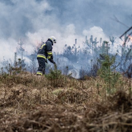 Pożar lasu w Palowicach
