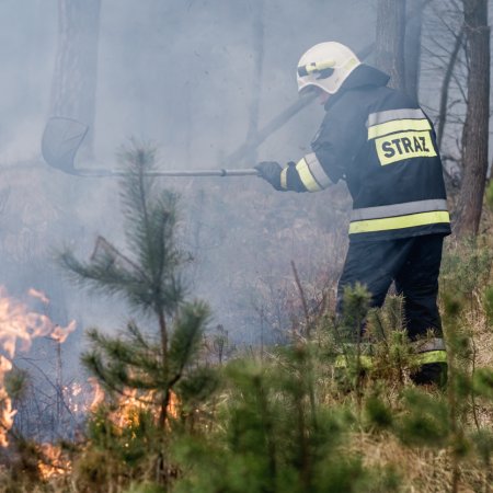 Pożar lasu w Palowicach