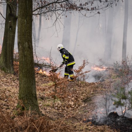 Pożar młodnika - 29 marca 2020
