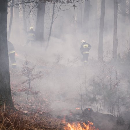 Pożar młodnika w Palowicach