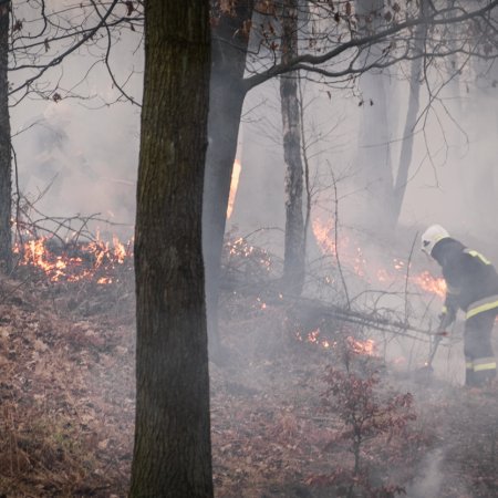 Pożar młodnika w Palowicach