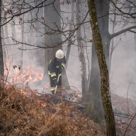 Pożar młodnika w Palowicach