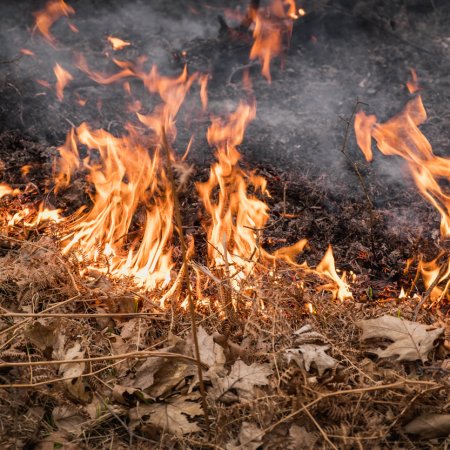 Pożar młodnika w Palowicach