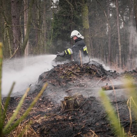 Pożar młodnika w Palowicach