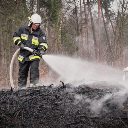 Pożar młodnika w Palowicach