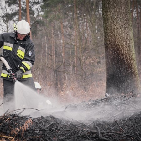 Pożar młodnika w Palowicach
