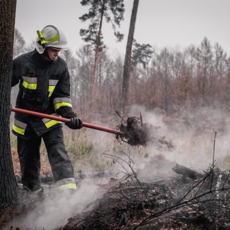 Pożar młodnika w Palowicach