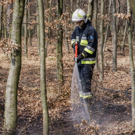 Pożar młodnika w Szczejkowicach