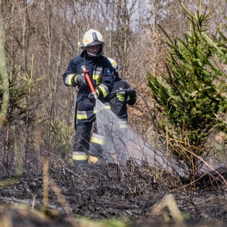 Pożar młodnika w Szczejkowicach