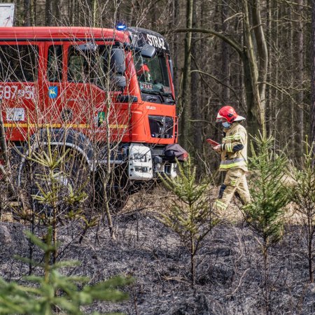 Pożar młodnika w Szczejkowicach
