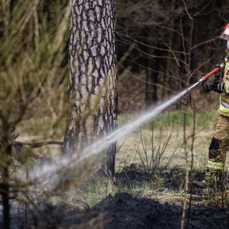 Pożar poszycia leśnego w Palowicach