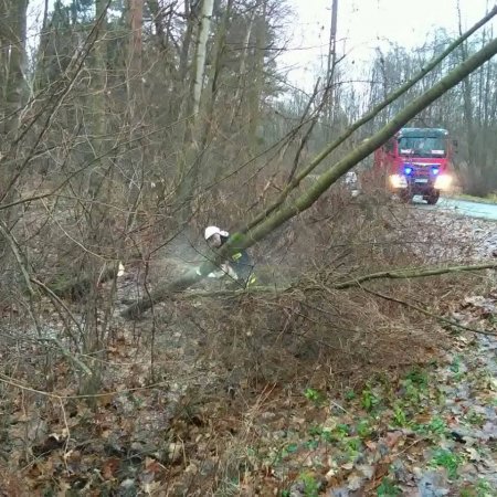 Usuwanie przewróconych drzew na ulicy Dębowej