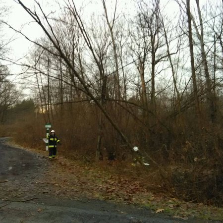 Usuwanie przewróconych drzew na ulicy Dębowej