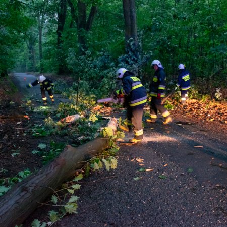 Usuwanie konaru drzewa