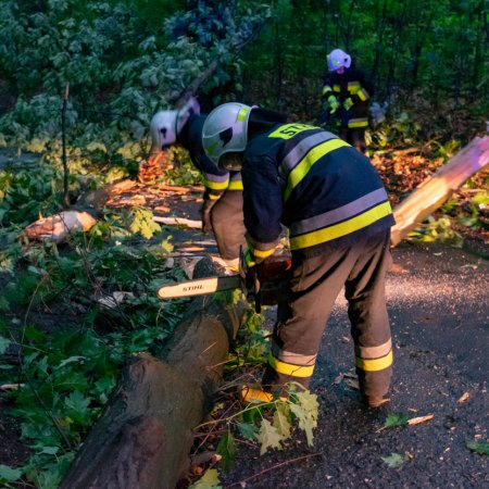 Usuwanie konaru drzewa