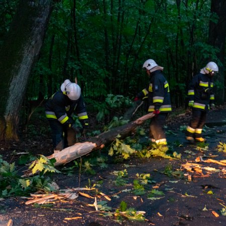 Usuwanie konaru drzewa