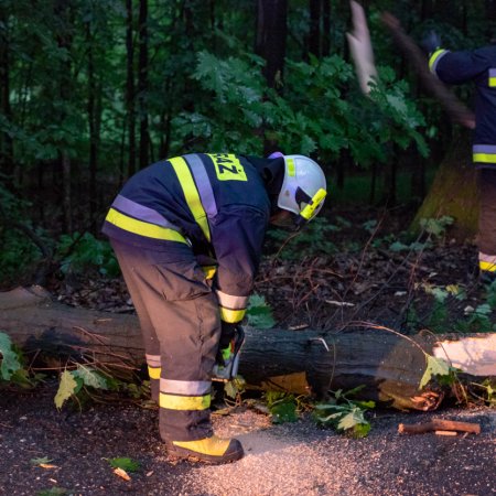 Usuwanie konaru drzewa