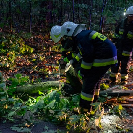 Usuwanie konaru drzewa