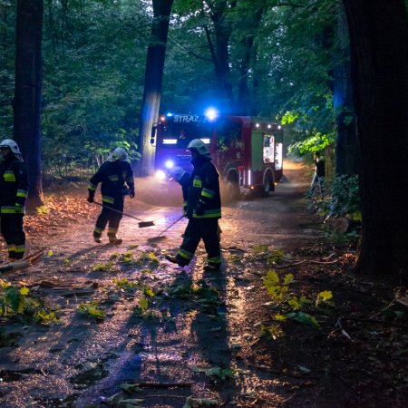 Usuwanie konaru drzewa