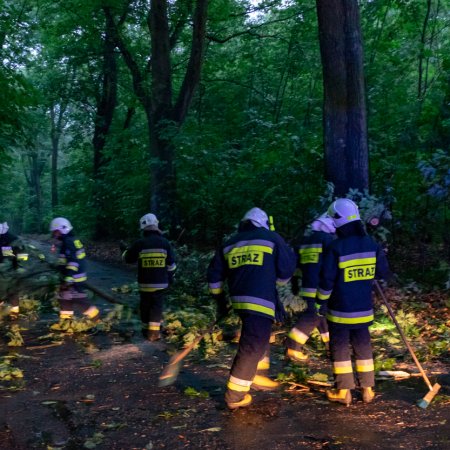 Usuwanie konaru drzewa