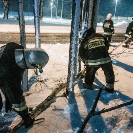 Usuwanie pochylonego drzewa