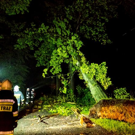 Usuwanie pochylonego drzewa