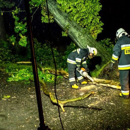 Usuwanie pochylonego drzewa