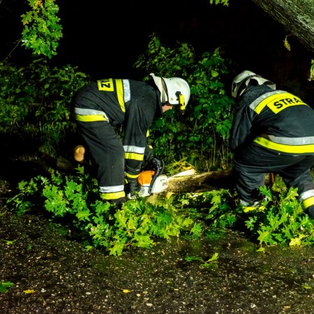 Usuwanie pochylonego drzewa