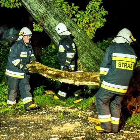 Usuwanie pochylonego drzewa