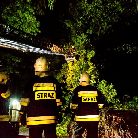 Usuwanie pochylonego drzewa