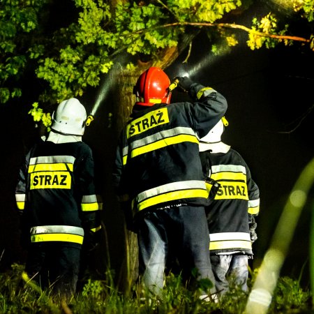 Usuwanie pochylonego drzewa