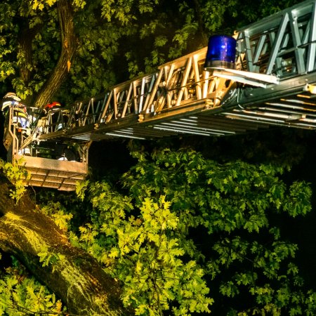 Usuwanie pochylonego drzewa